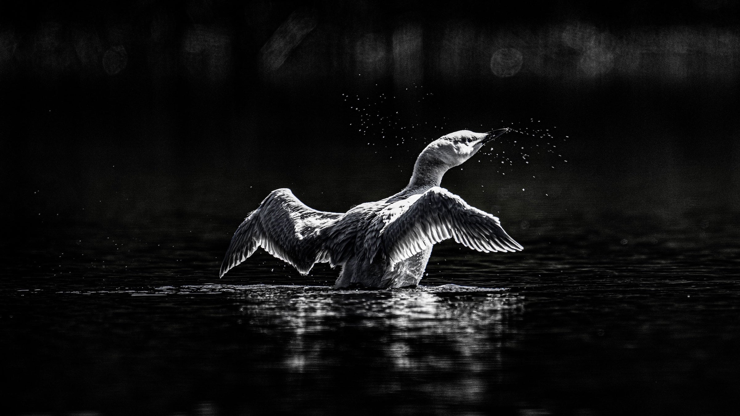 A Rare White Loon Chick Has Surfaced in Montana, and the Photos Are Stunning