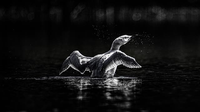 What a Rare White Montana Loon Taught Me About the Art of Patience