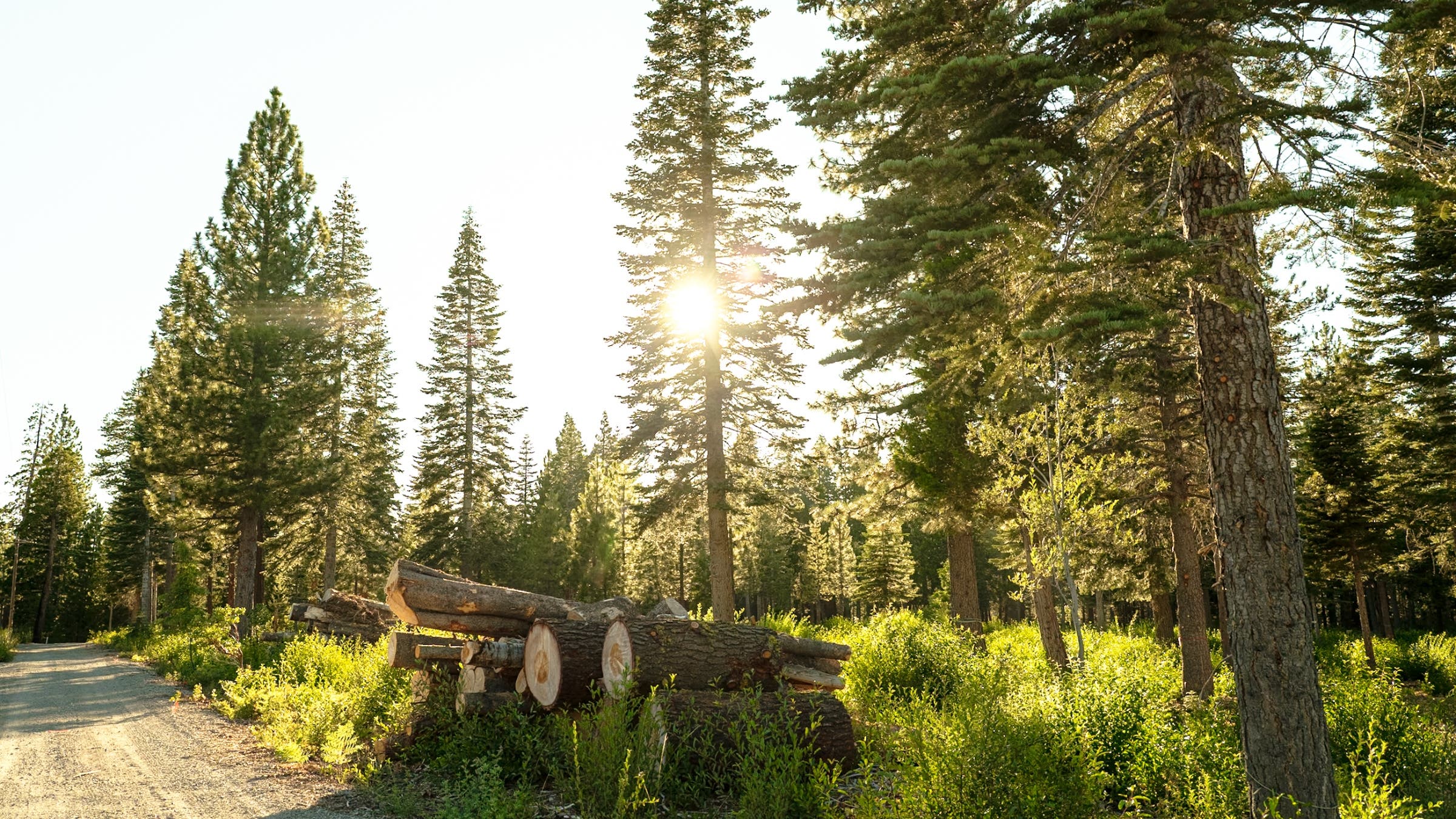 On a wooded dirt road late in the afternoon.