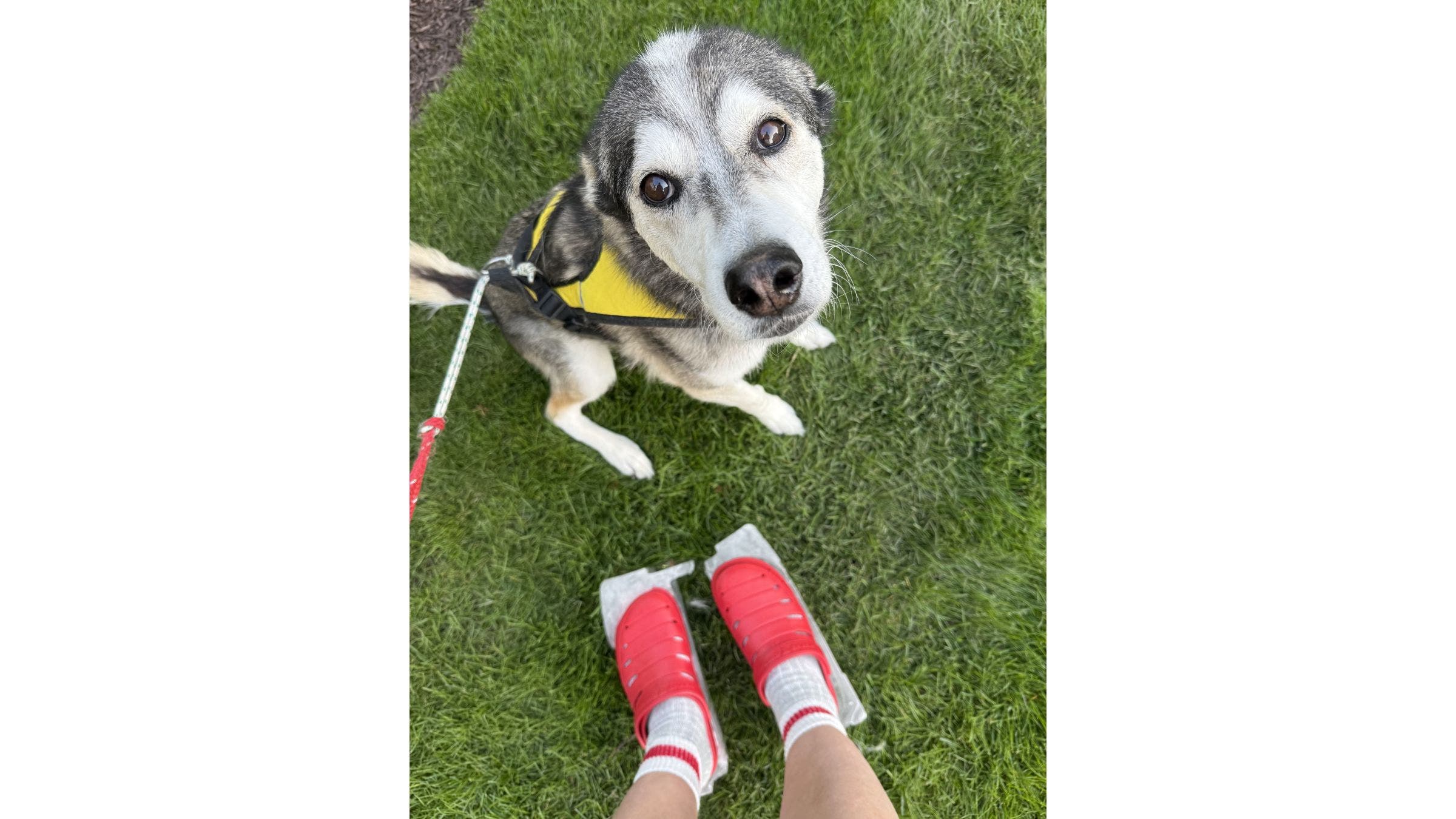 the author's husky and feet in Crocs in ice blocks