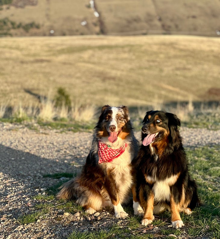 a red merle australian shepherd shown sitting next to a black australian shepherd on the trail