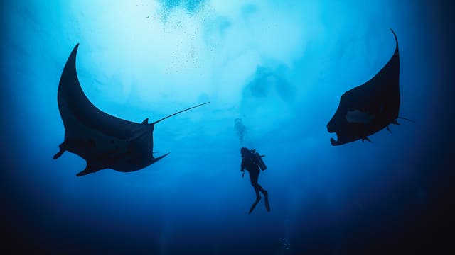 Along Mexico’s Remote Islands Giant Manta Rays Seek Out Humans Unlike Anywhere Else