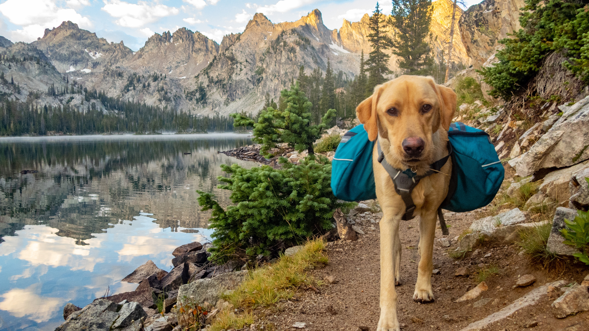 Golden Retriever backpacking in the Sawtooth Mountain Wilderness at Alice Lake in Idaho.
