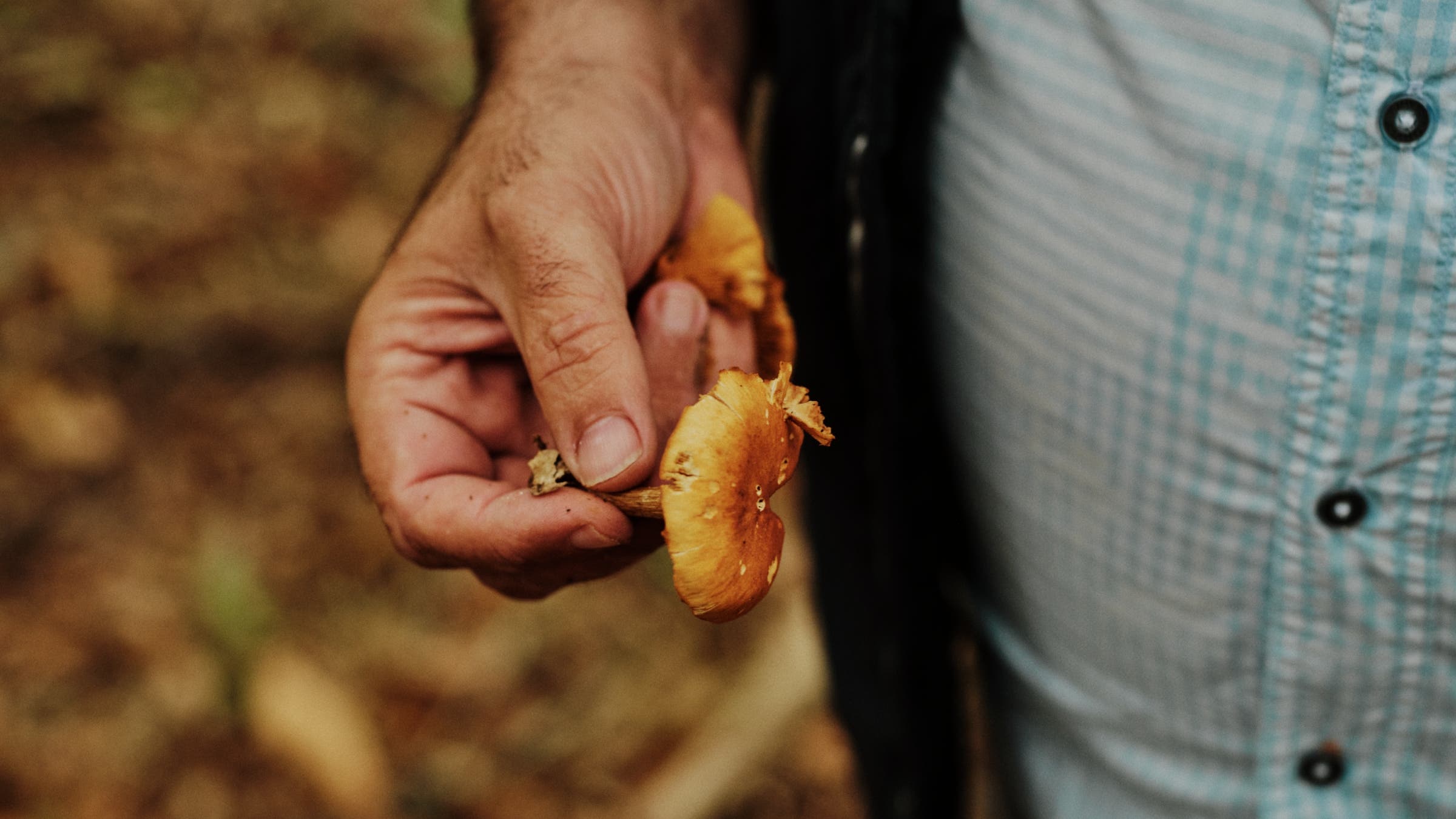 Close-up of a hand holding a yellowish mushroom.