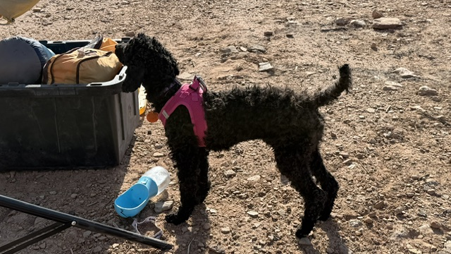 a black poodle shown with a pink harness