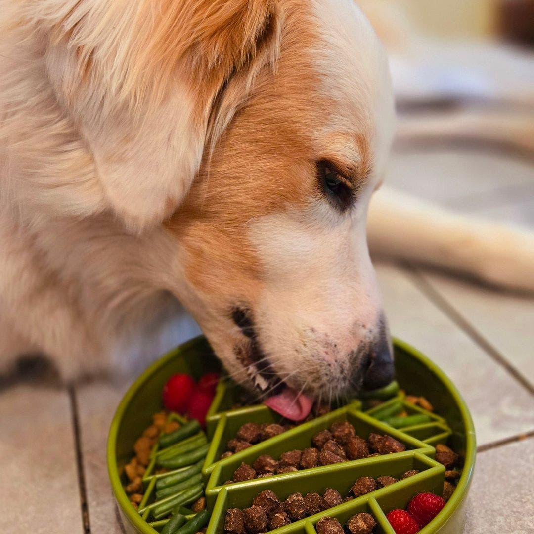 a dog is shown eating from the tree slow feeding bowl