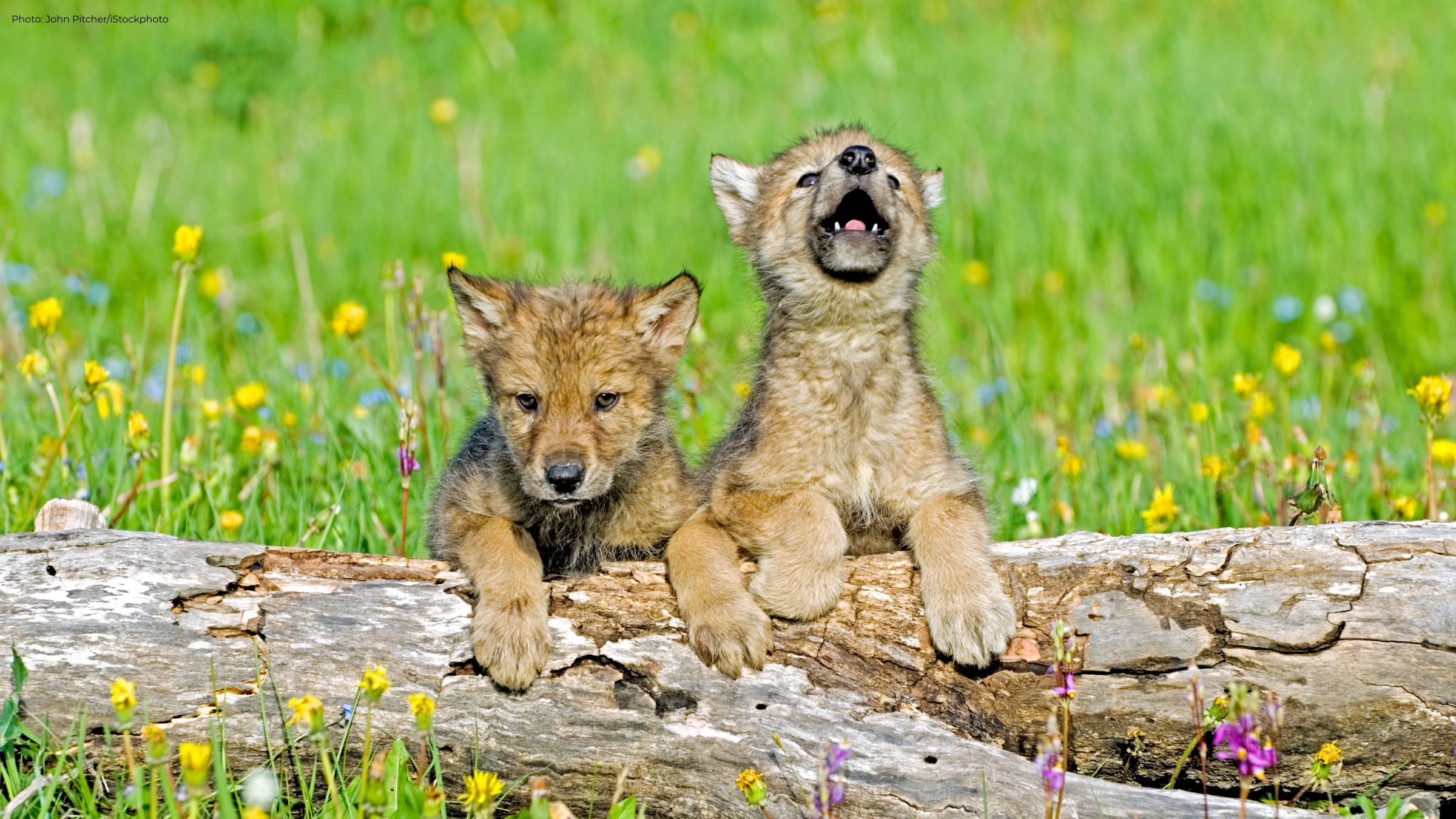 Defenders of Wildlife