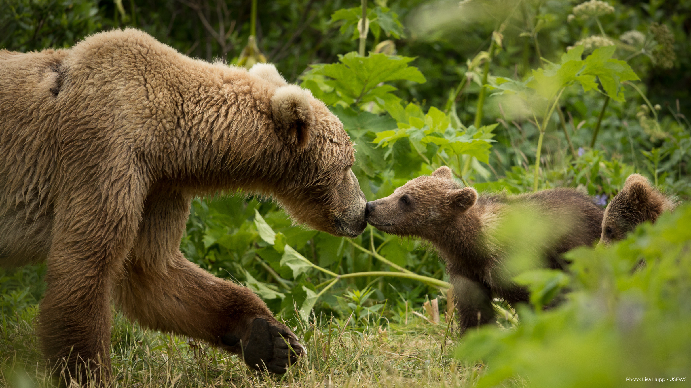 protector of wild life