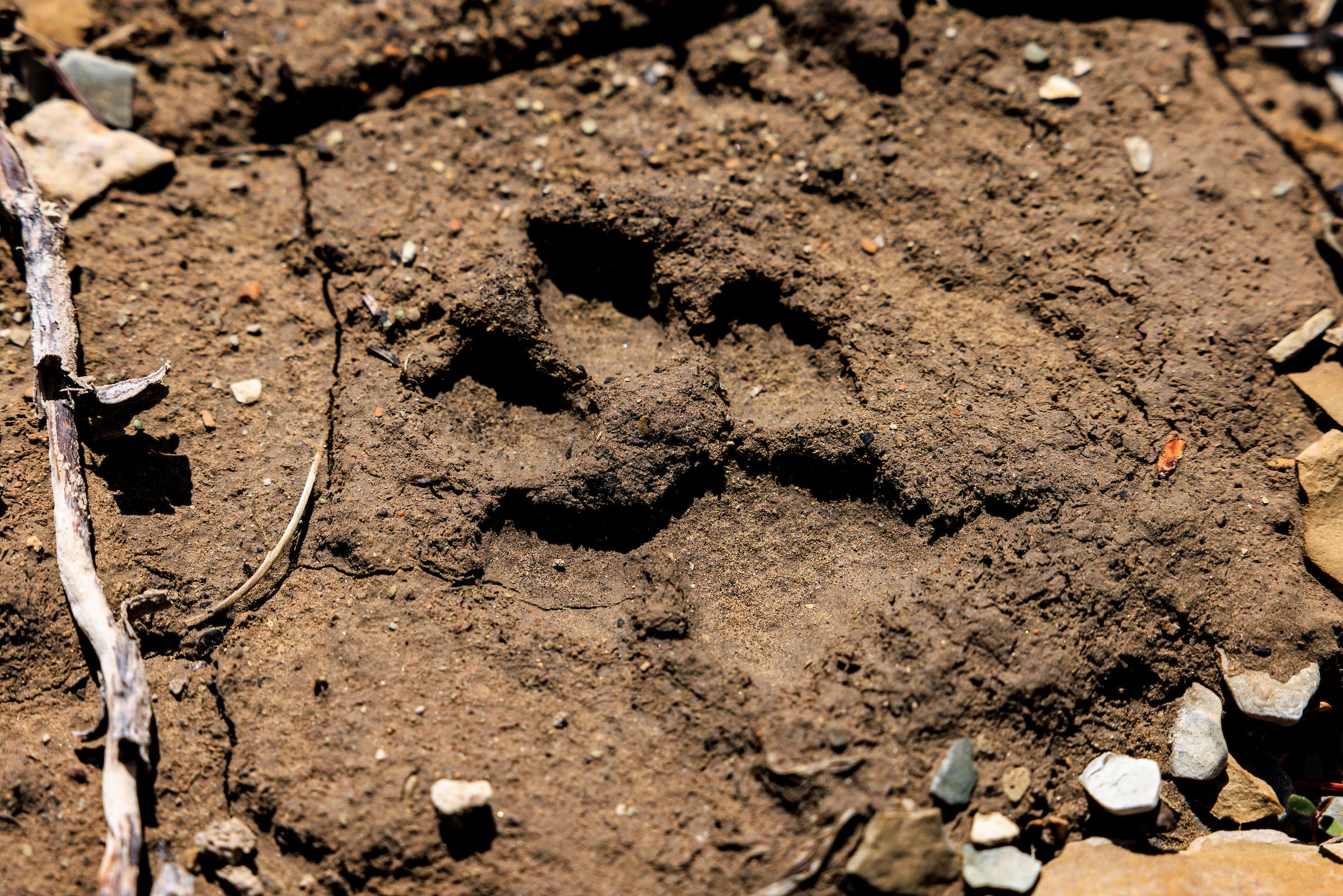 A coyote print sits in the mud.