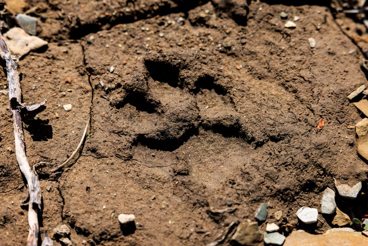 A coyote print sits in the mud.