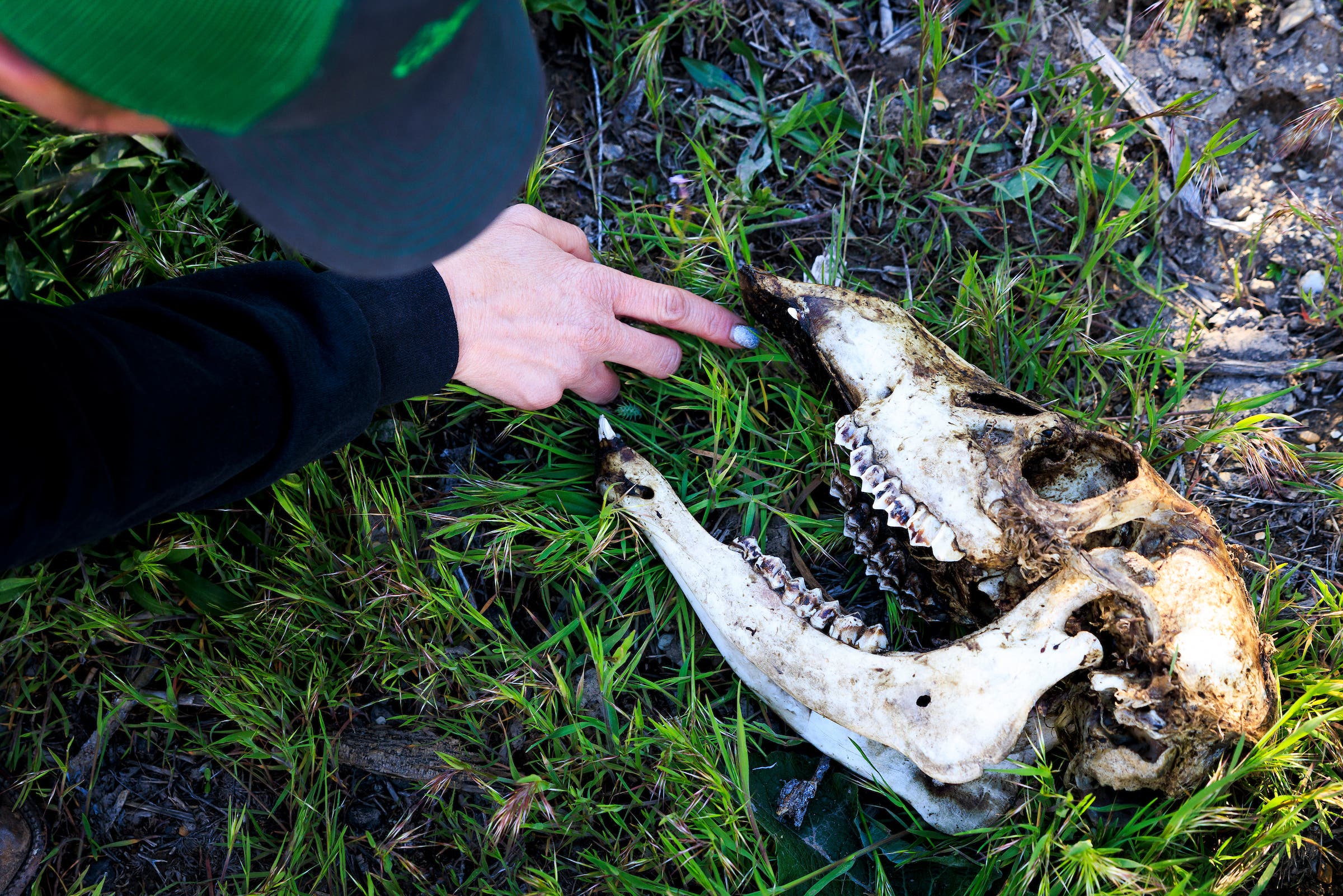 Defenders of Wildlife Range Rider Christina Vander Berg attempts to identify an elk skull and what killed it.