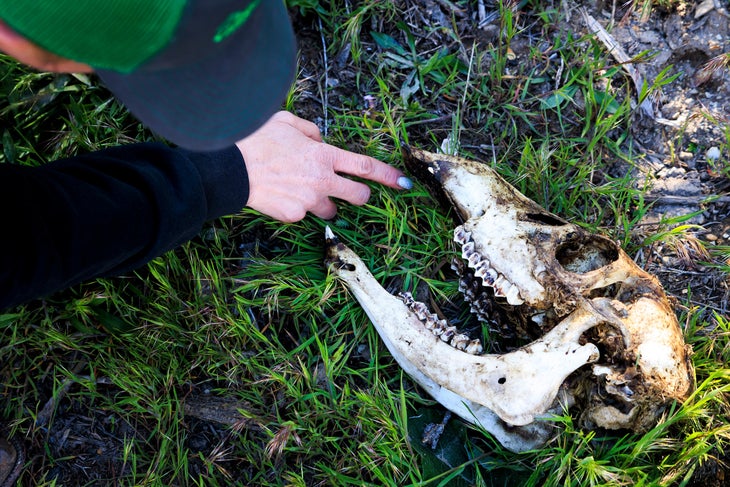 Defenders of Wildlife Range Rider Christina Vander Berg attempts to identify an elk skull and what killed it.