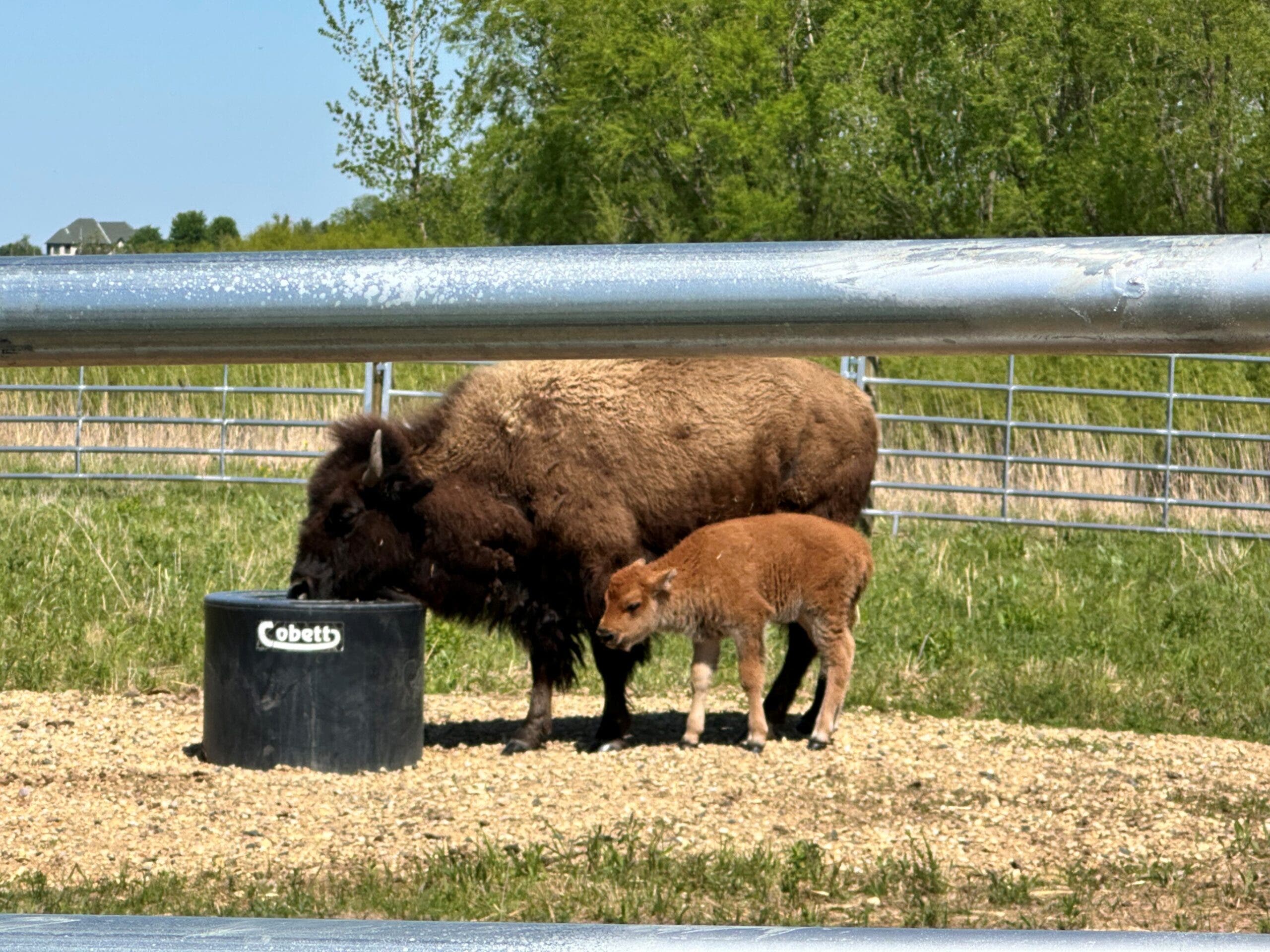 Baby Bison