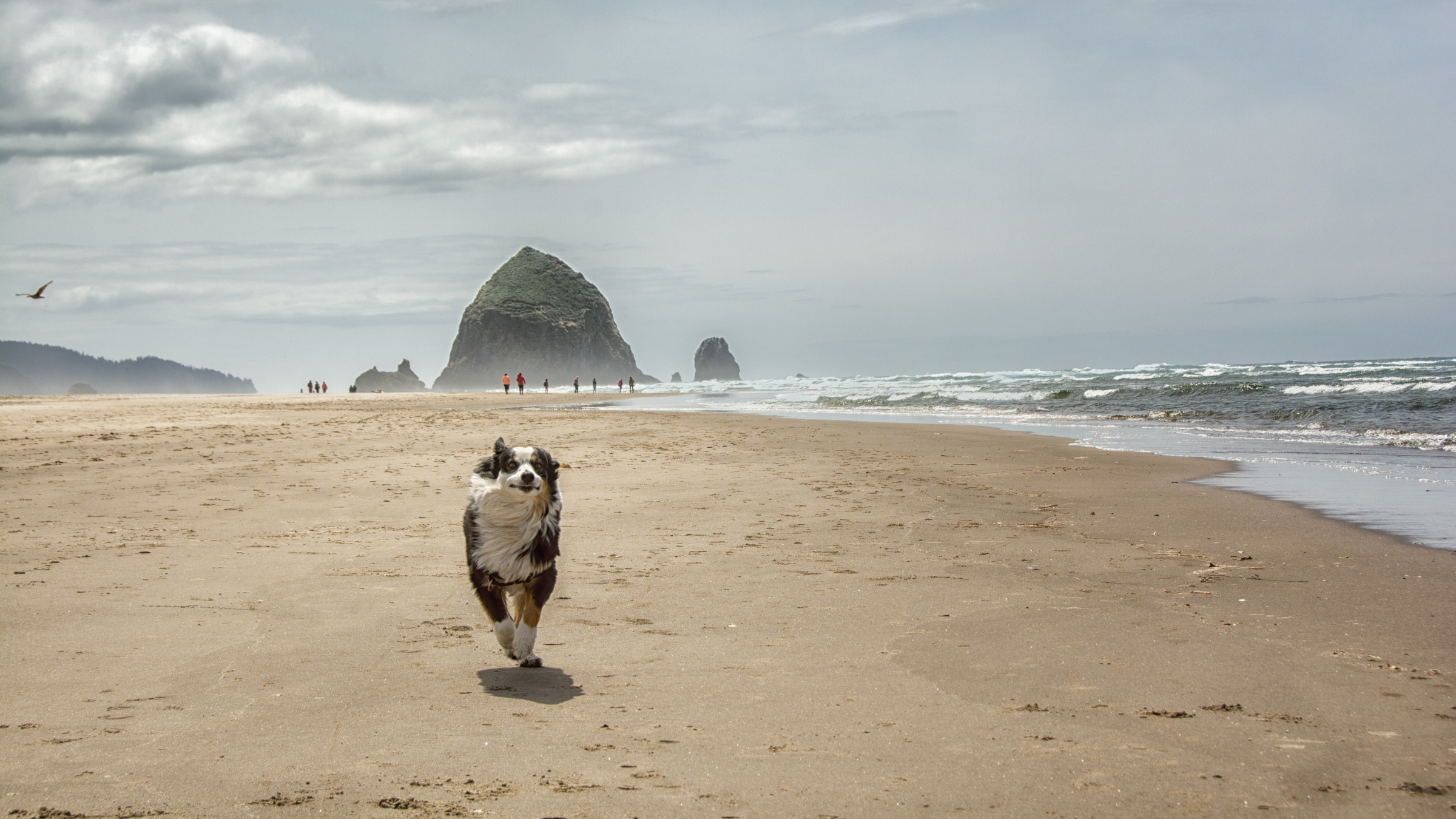 Australian Shepherd running in front of Haystack Rock in Cannon Beach, Oregon.