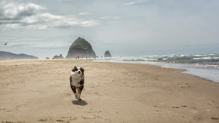 Australian Shepherd running in front of Haystack Rock in Cannon Beach, Oregon.