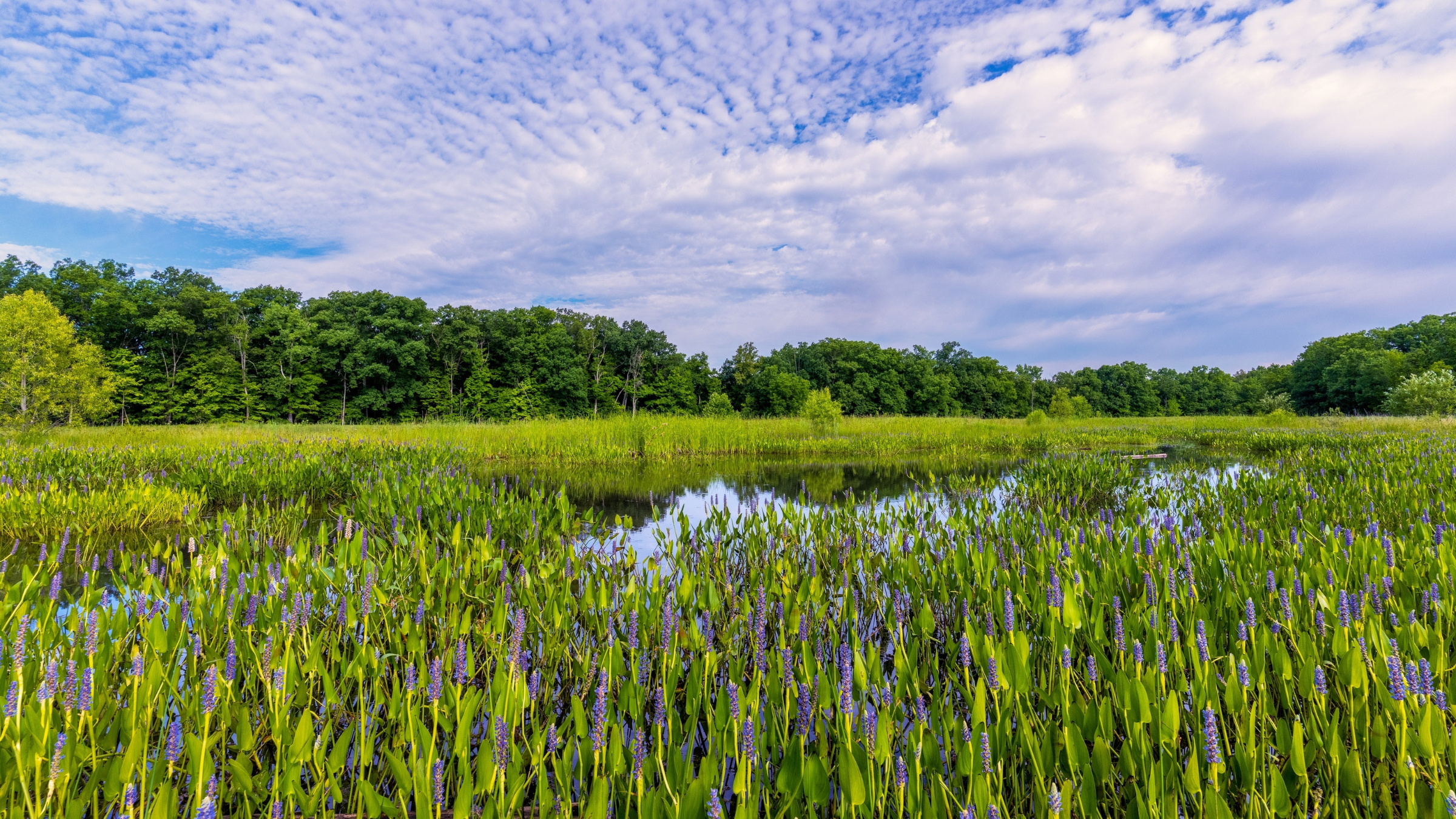 Wetlands in Cuyahoga National Park 