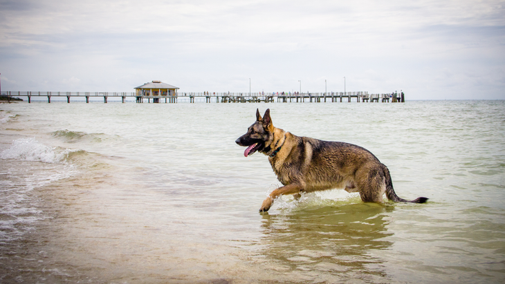 German Shepherd dog walking out of the ocean in Fort De Soto Park, Florida