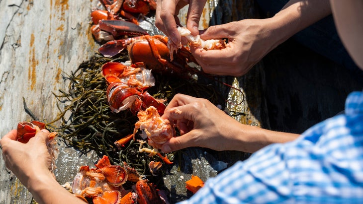 Shelling lobsters outdoors on seaweed and rocks on the coast of Maine.