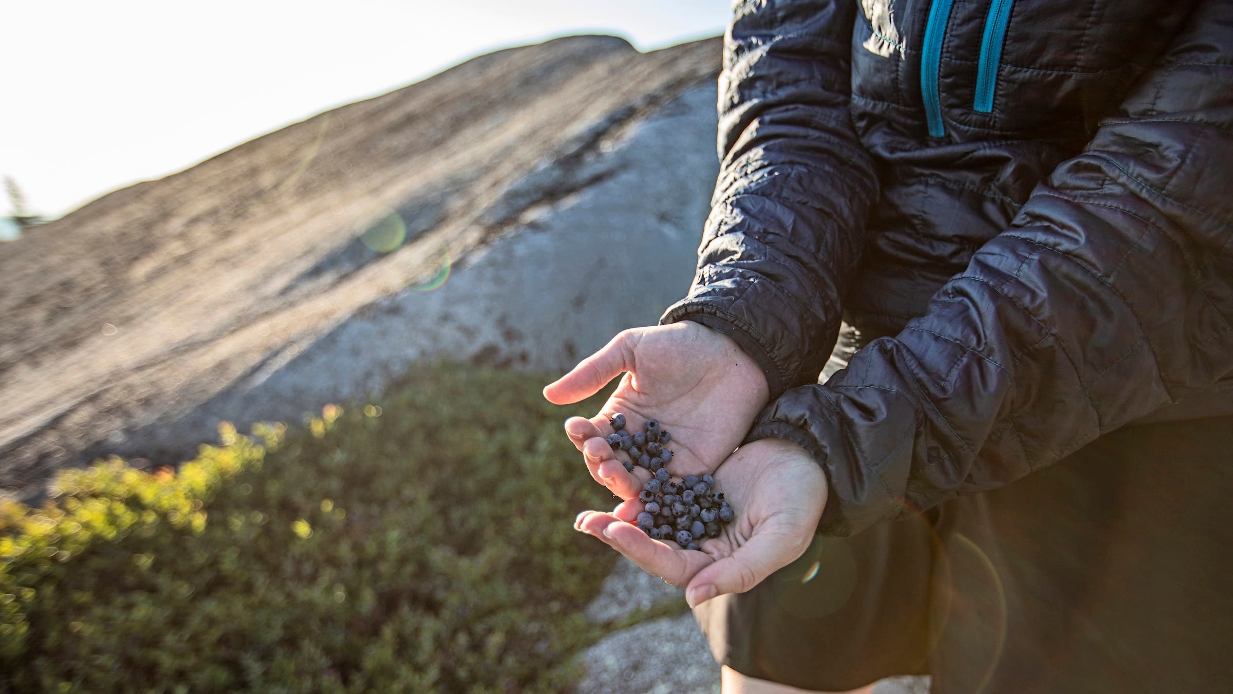 Person cups hands full of wild blueberries on a mountain top in Maine during the summer