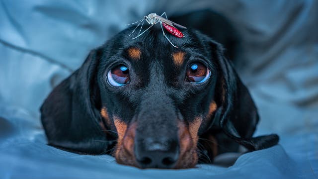 Yes, You Should Put Bug Spray on Your Dog—But the Wrong Kind Can Be Deadly