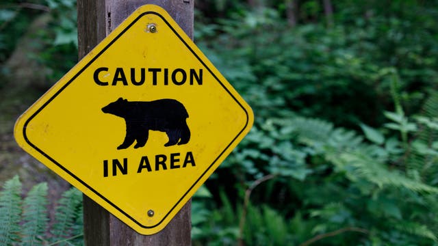Colorado Just Suffered Its First Bear Attack of 2026 After a Hiker Was Stalked for 30 Minutes
