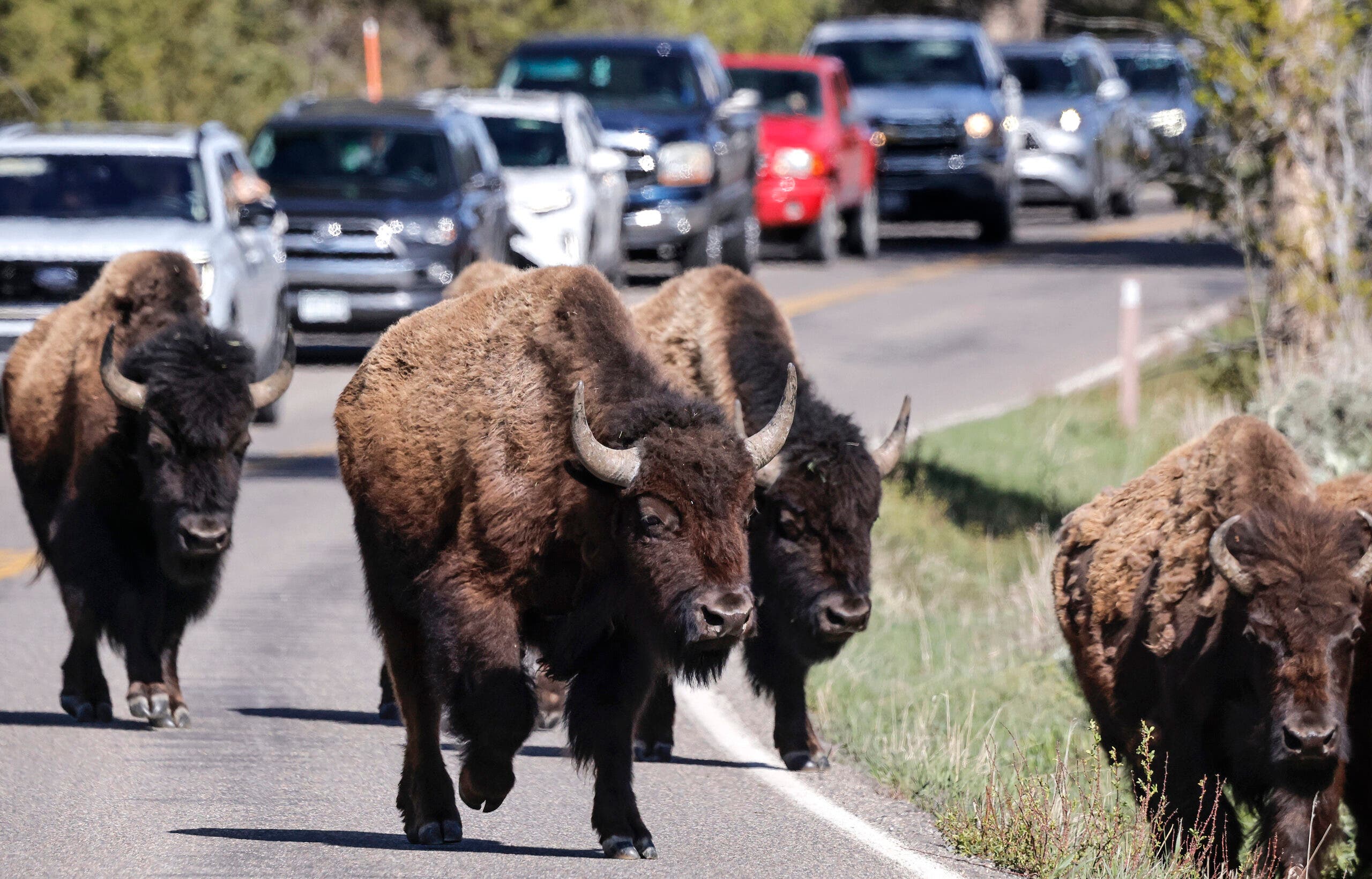 Yellowstone Bison crowds