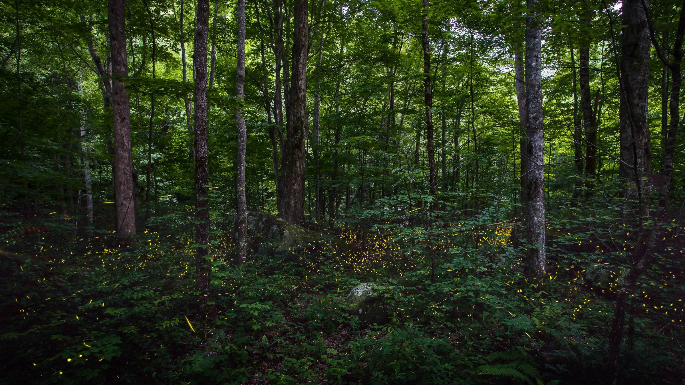 Synchronous fireflies glow during their mating season in Great Smoky National Park.