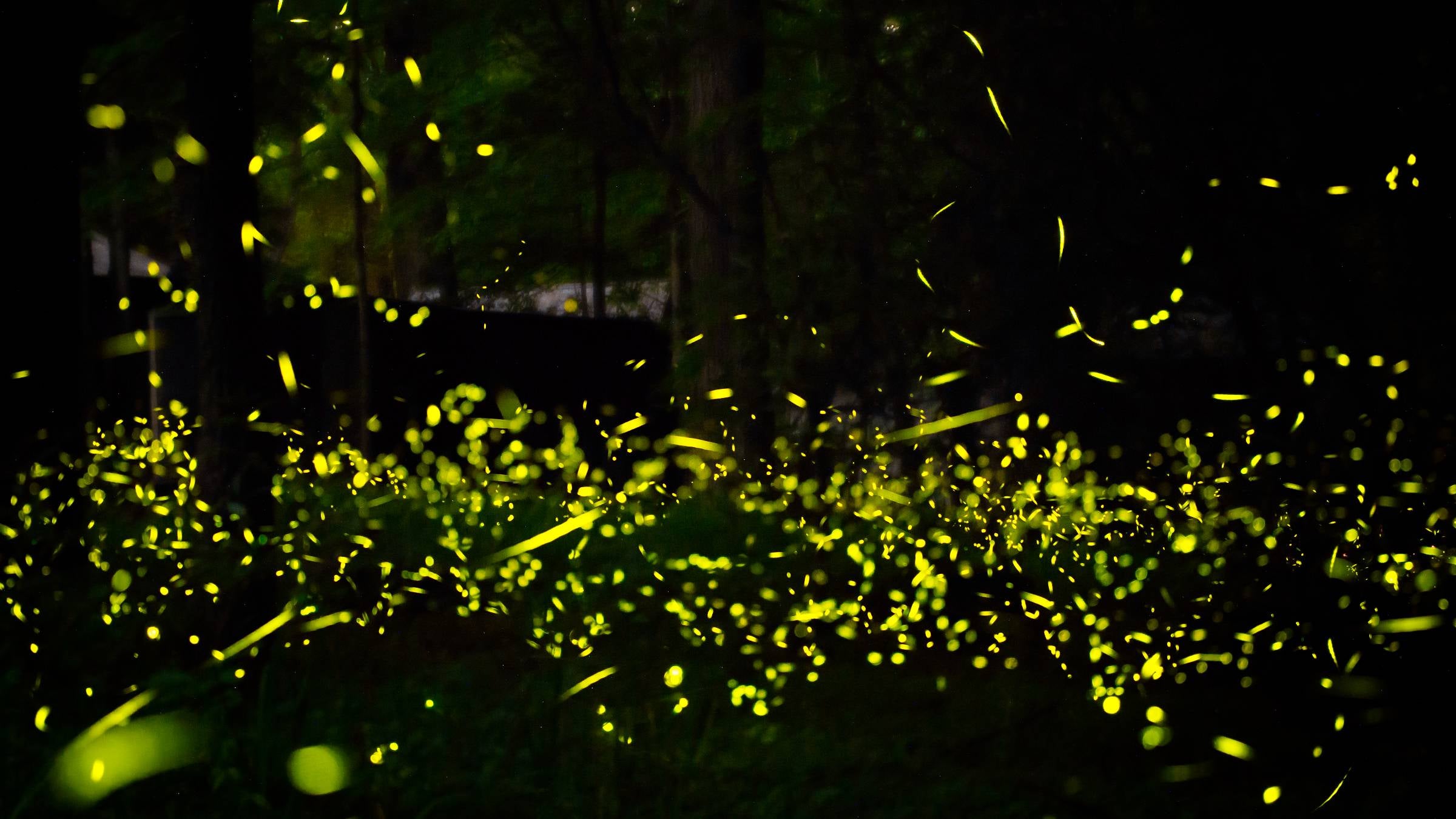 Catch Spectacular Summer Firefly Displays at These 6 National Parks