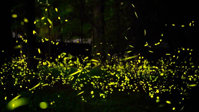 The 6 Best National Parks to See Spectacular Firefly Displays This Summer