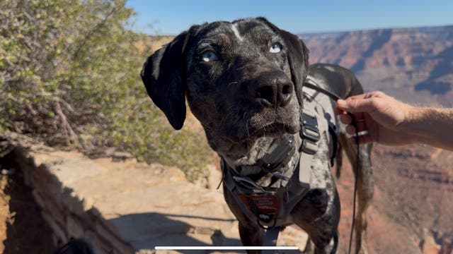 Meet Blue, the Grand Canyon’s New Secret Weapon for Saving Wildlife