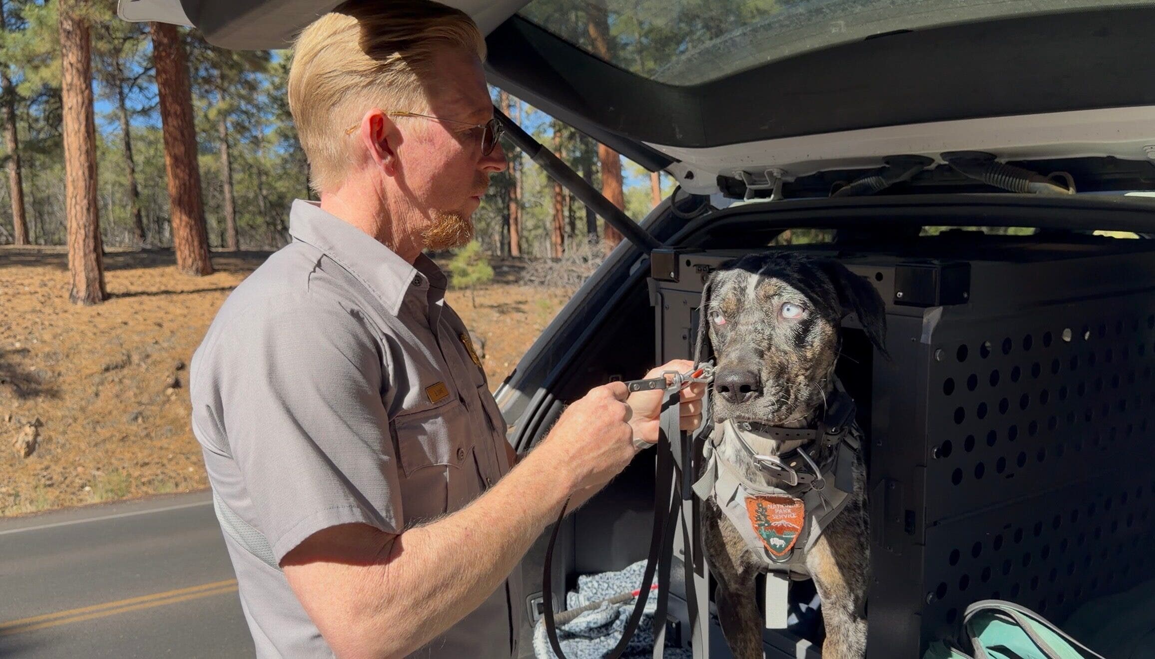 I Spent a Day with the Grand Canyon’s Four-Legged Ranger, Blue. Here’s How She’s Saving Park Wildlife.
