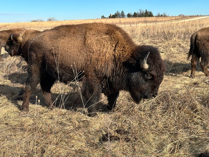 Bison in Illionos