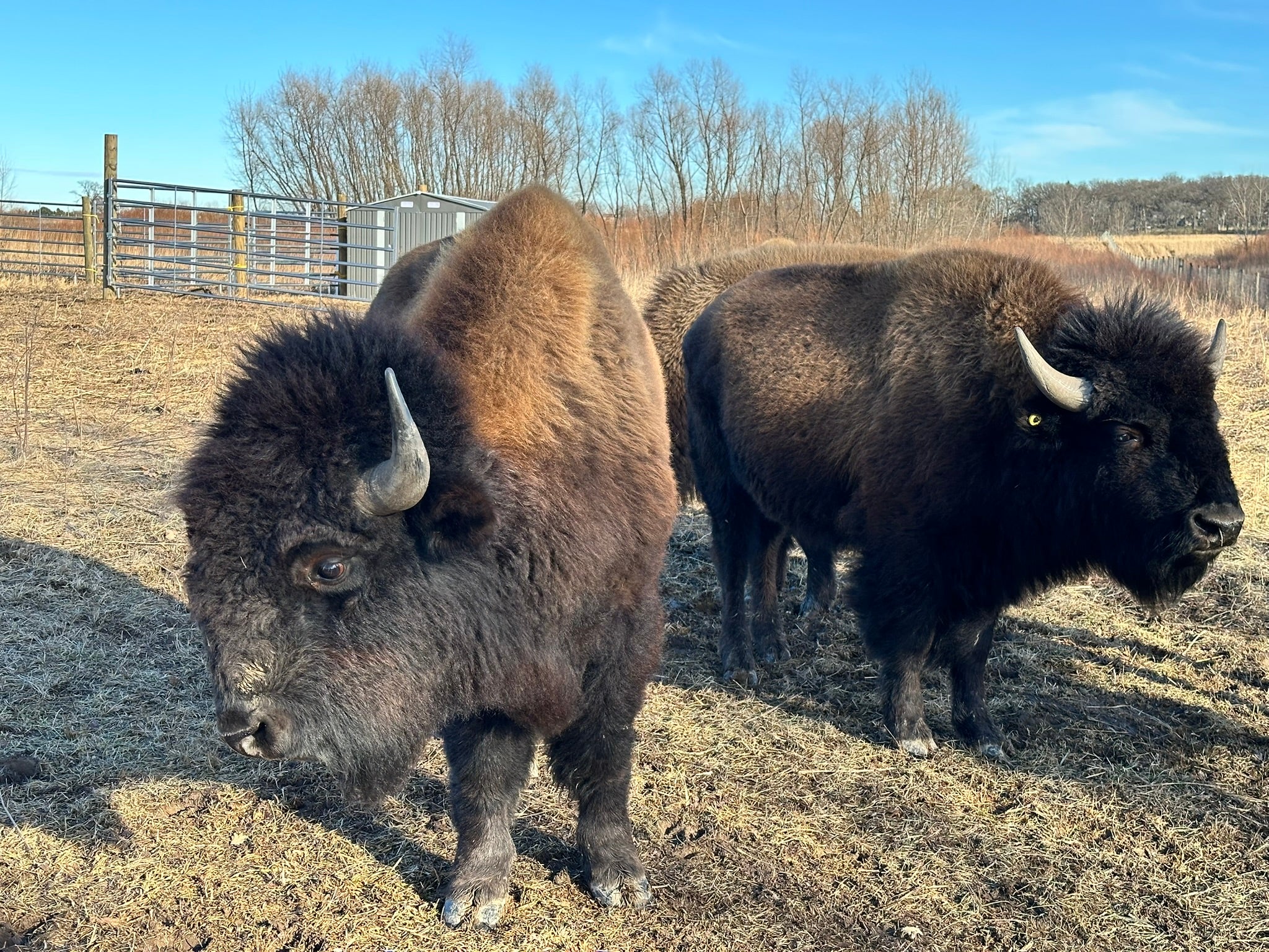 Young bison at Burlington Prairie. 