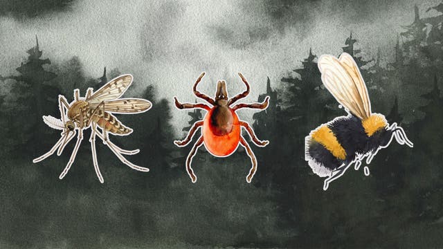 The 10 Most Common Post-Hike Bug Bites and Rashes (and What They Look Like)