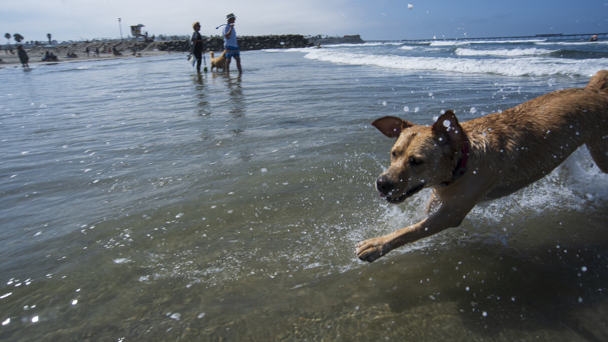 Labrador retriever running in the Ocean in Ocean Beach Dog Park, California.