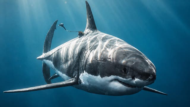 A Fisherman Wrestling a Great White Shark Was Caught on Video. Experts Say He Did the Right Thing.