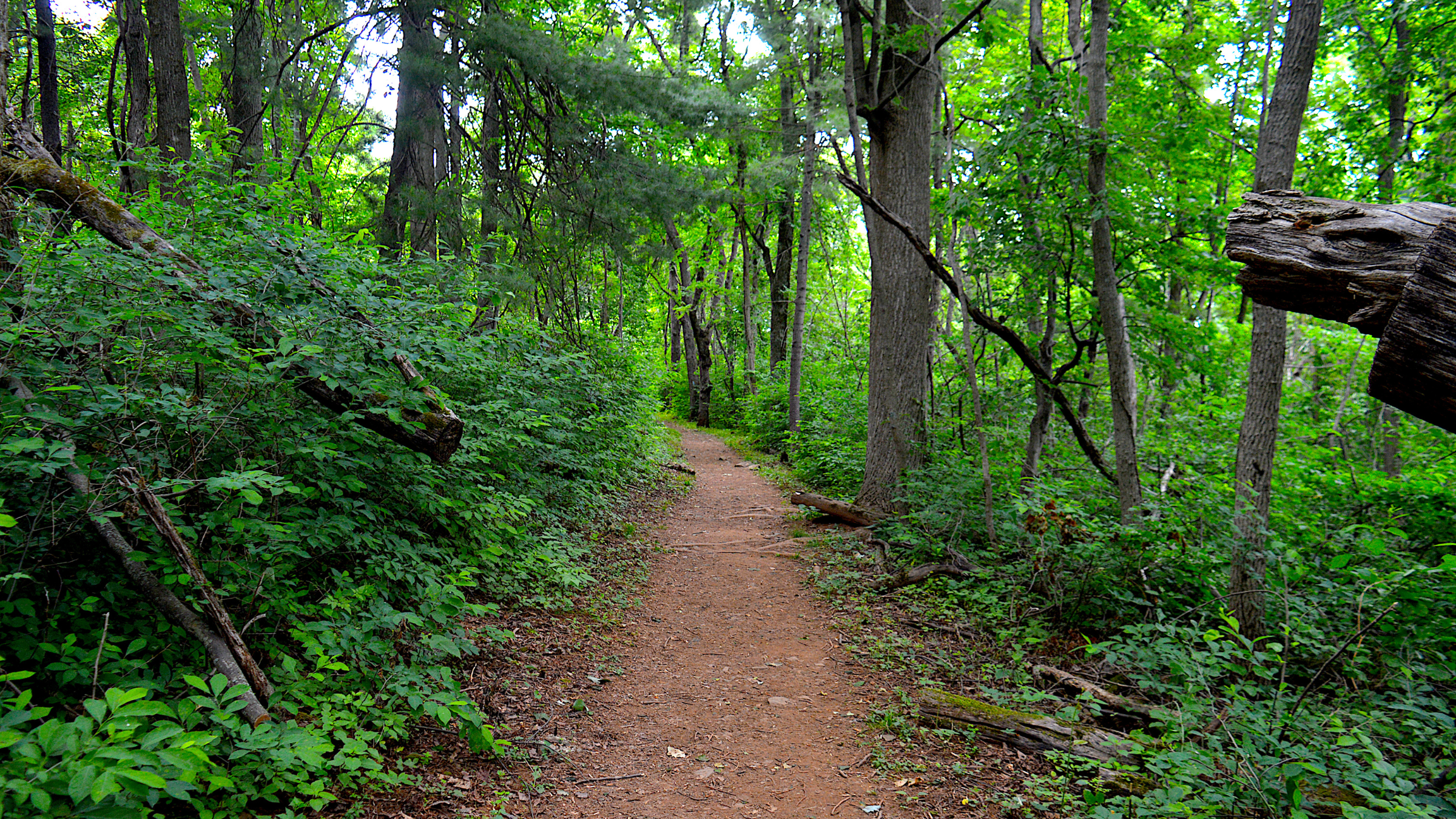 Catch Spectacular Summer Firefly Displays at These 6 National Parks