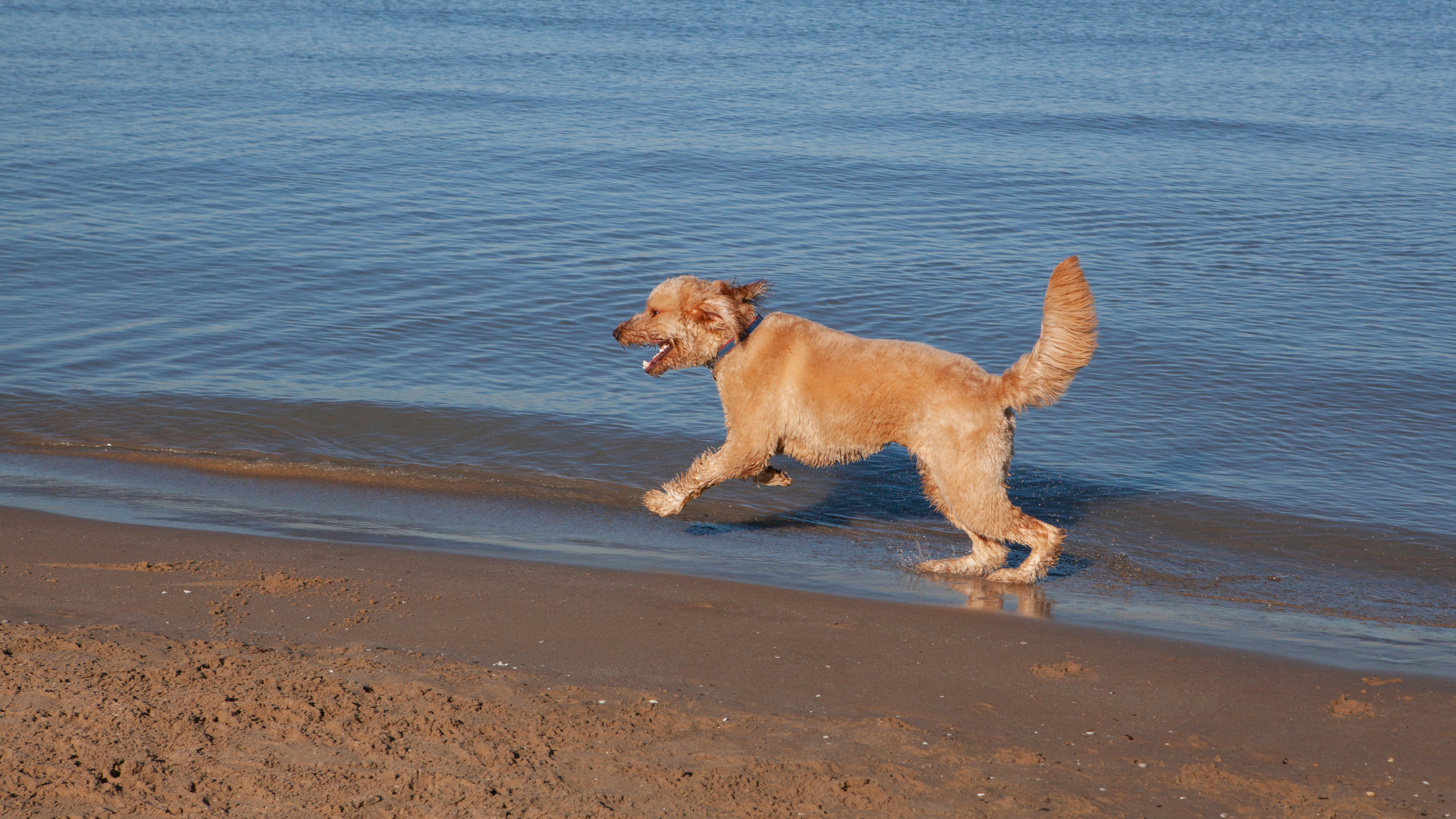 A happy Goldendoodle romps along the shoreline at Montrose Dog Beach in Chicago, Illinois.