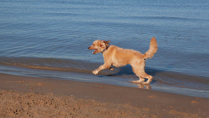 A happy Goldendoodle romps along the shoreline at Montrose Dog Beach in Chicago, Illinois.