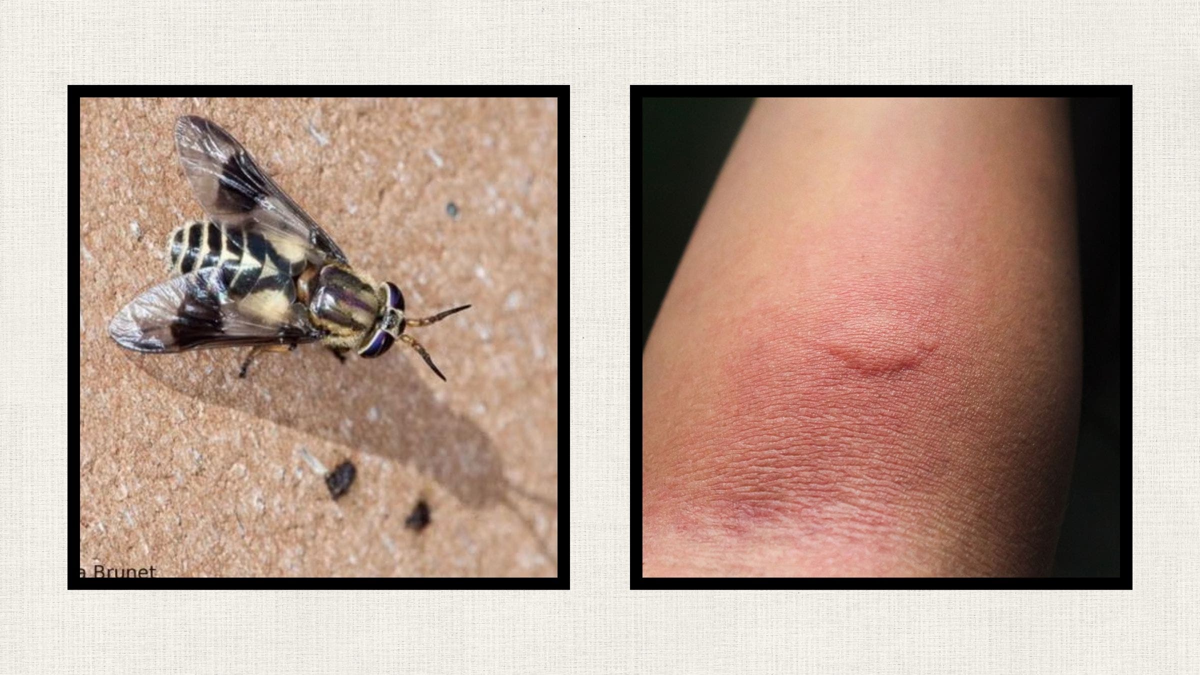 deer fly and deer fly bite