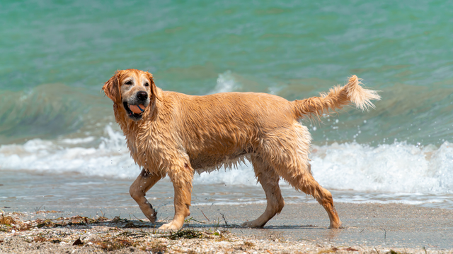 The 7 Best Dog-Friendly Beaches in the U.S.