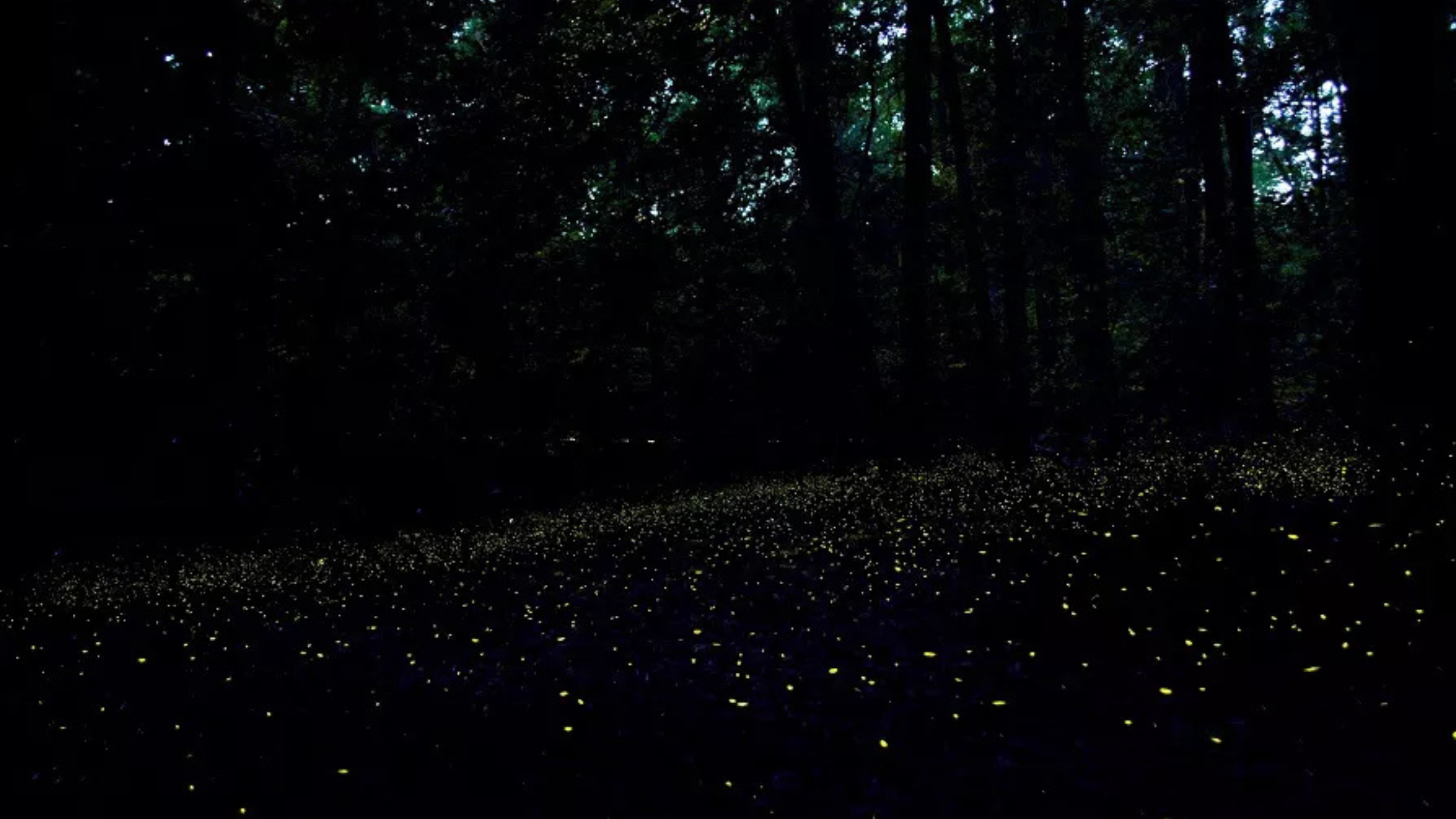 Synchronized fireflies illuminate the forest at dusk in Congaree National Park.