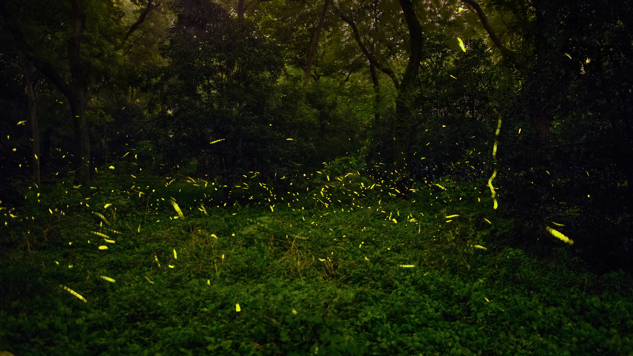 Firefly display in a forest in the Midwest