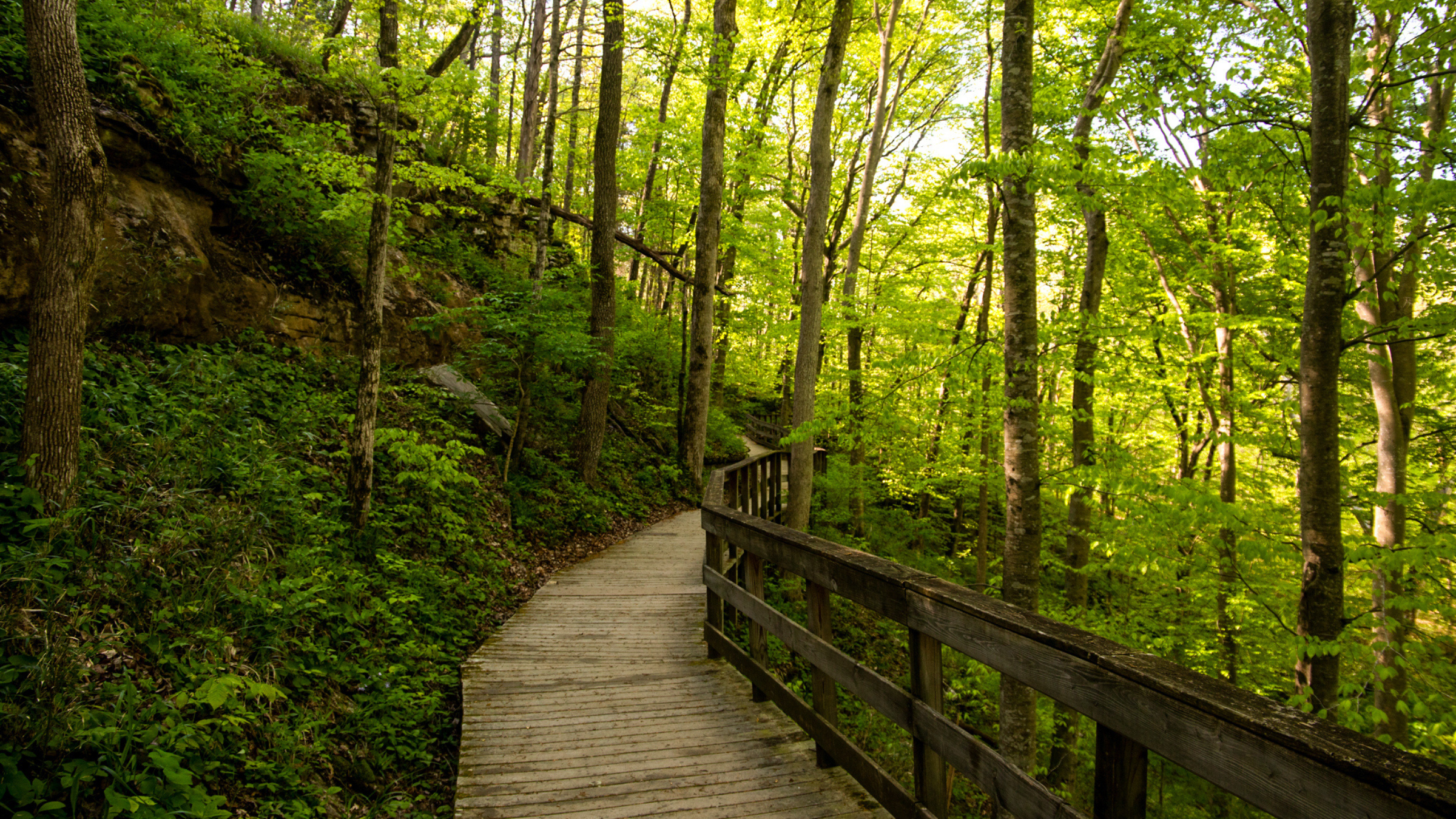 Summer view along the park hiking trail at Mammoth Cave. 