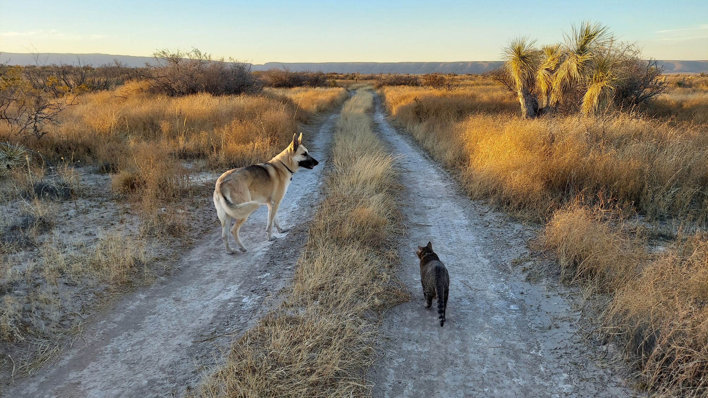 Friendly dog and cat walk along a dirt road on public lands in New Mexico.