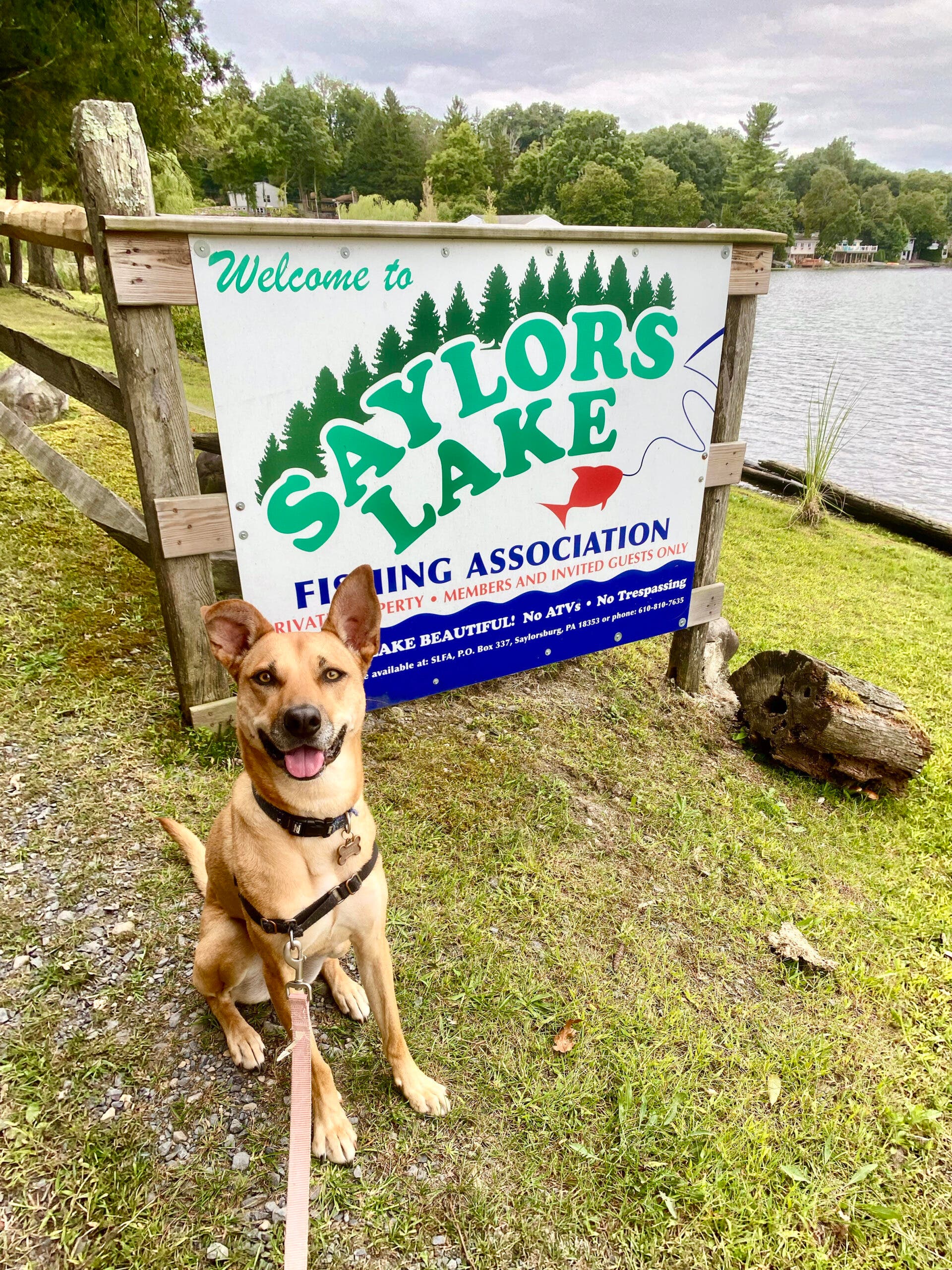 saylor the dog posing in front of a sign that says "Saylor's Lake"