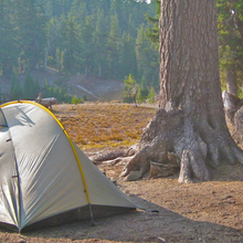 A grey Tarptent Double Rainbow budget backpacking tent is pitched on a dirt clearing next to the massive roots of old-growth pine trees. A single yellow arch pole provides structural support to the tent, with a misty evergreen forest sloping upward in the background.