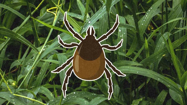 So You Found a Tick on You. Don't Wait for a Doctor—Here's Exactly What to Do Next.