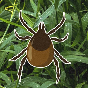 an illustration of a tick on top of grass