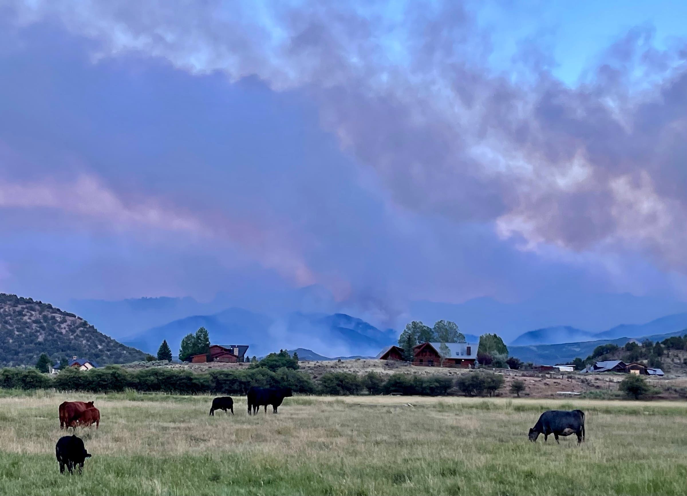 Cattle in the Cimarrons